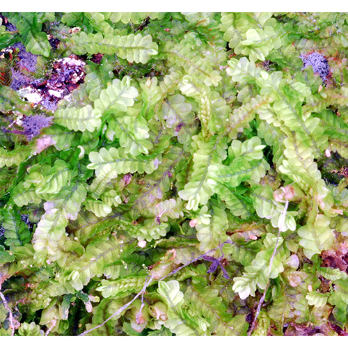 Семейство Notoscyphaceae фото