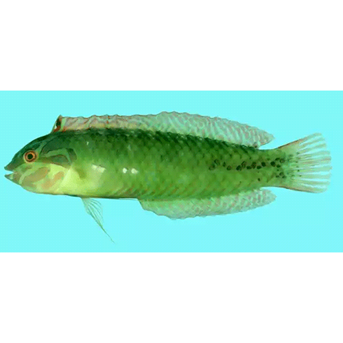 Род Novaculoides фото