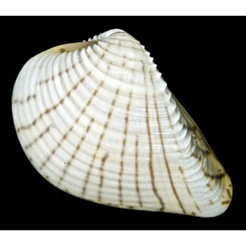 Семейство Nuculanoidea  фото