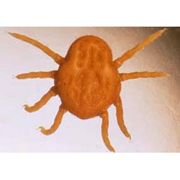 Семейство Nuttalliellidae фото