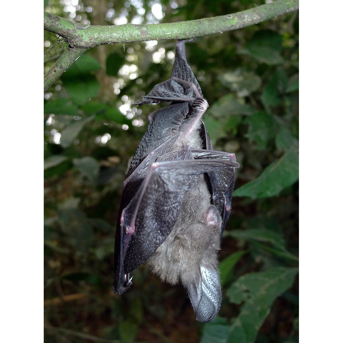 Гигантский щелеморд (Nycteris grandis) Фото №2