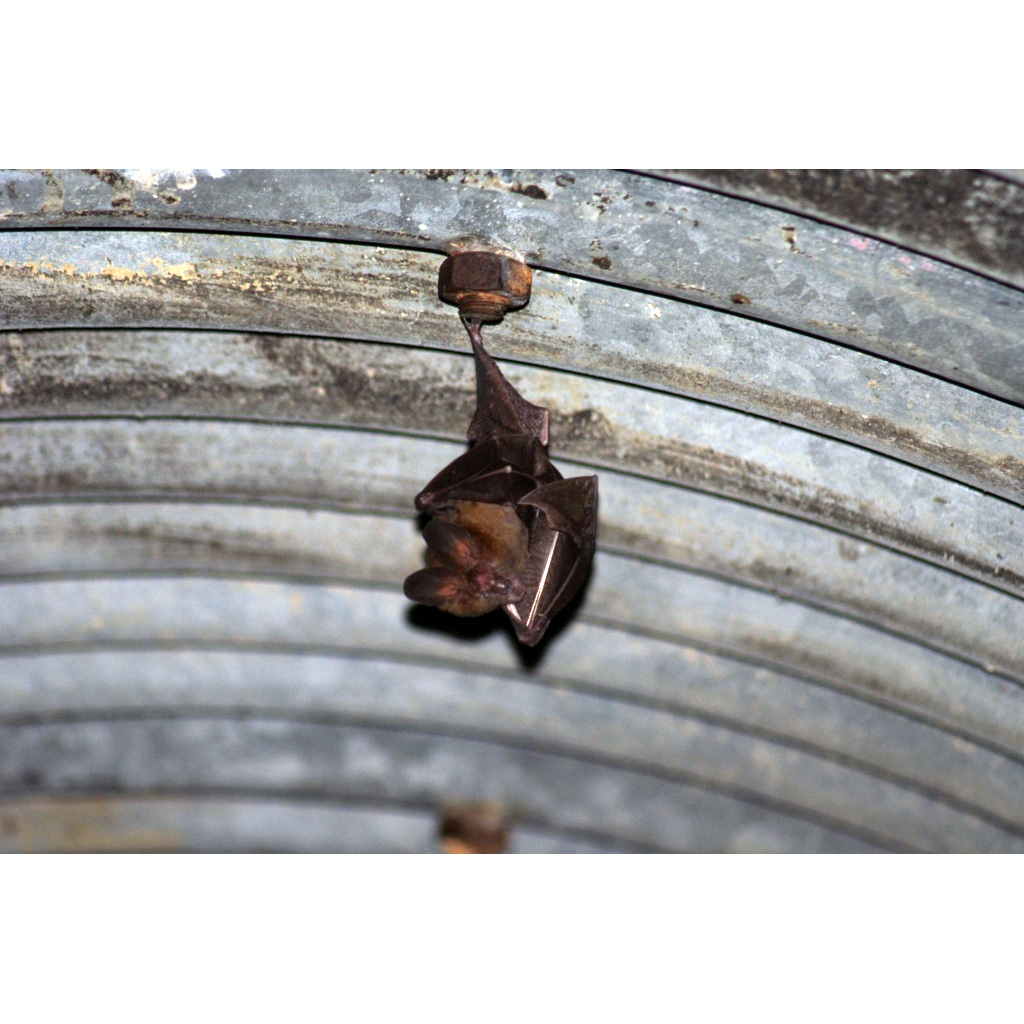 Гигантский щелеморд (Nycteris grandis) Фото №4