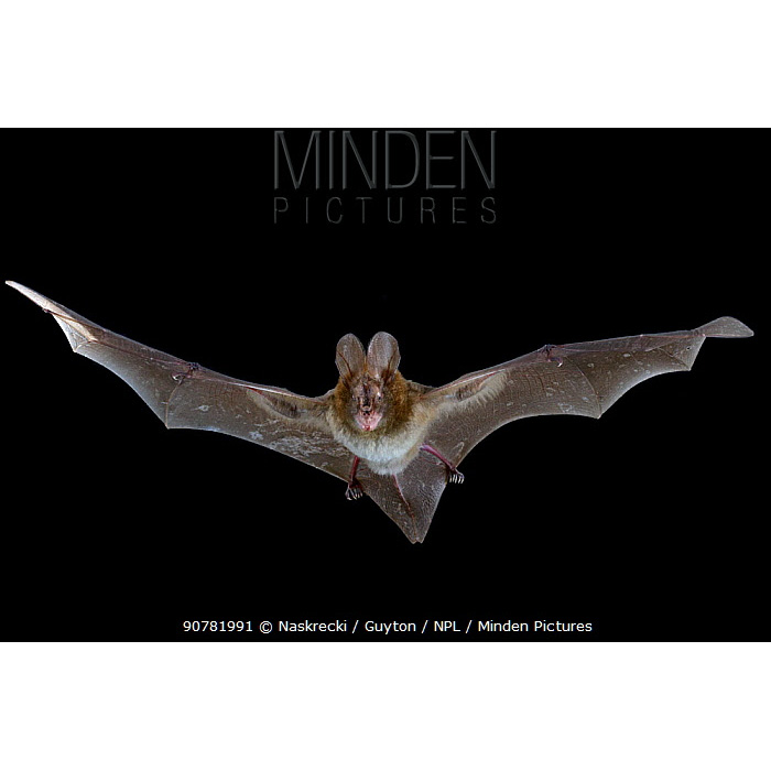 Гигантский щелеморд (Nycteris grandis) Фото №6