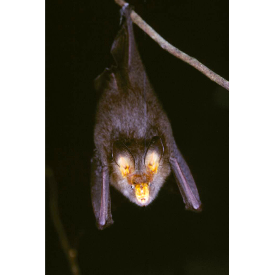 Мохнатый щелеморд (Nycteris hispida) Фото №3