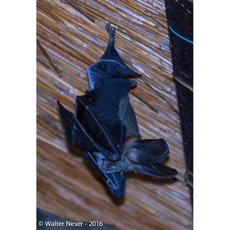 Большеухий щелеморд (Nycteris macrotis) Фото №2