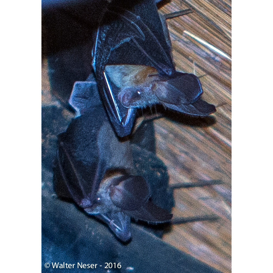 Большеухий щелеморд (Nycteris macrotis) Фото №3