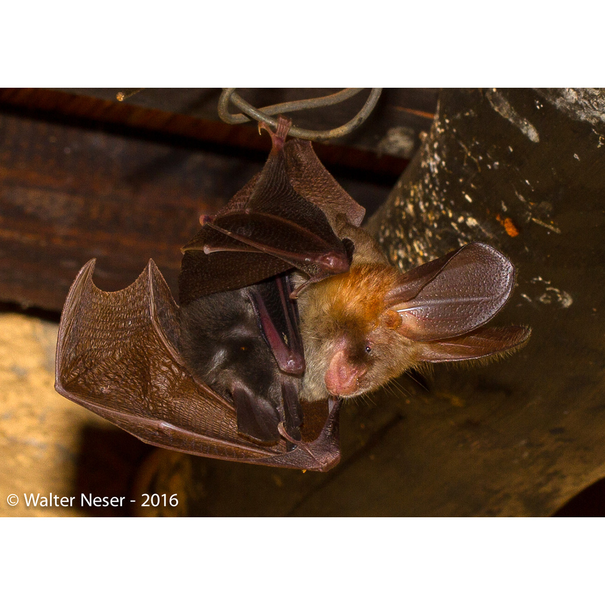 Большеухий щелеморд (Nycteris macrotis) Фото №6