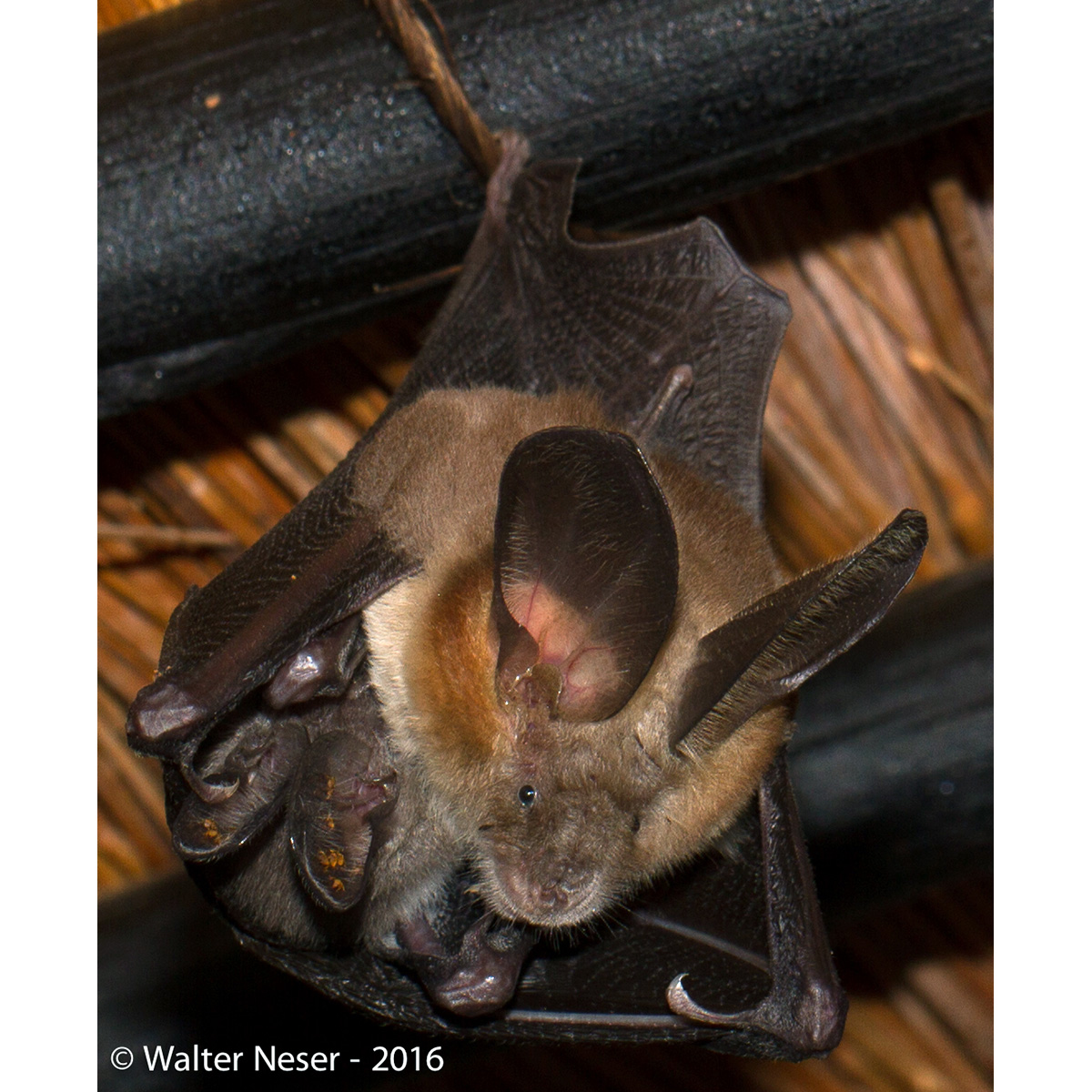Большеухий щелеморд (Nycteris macrotis) Фото №7