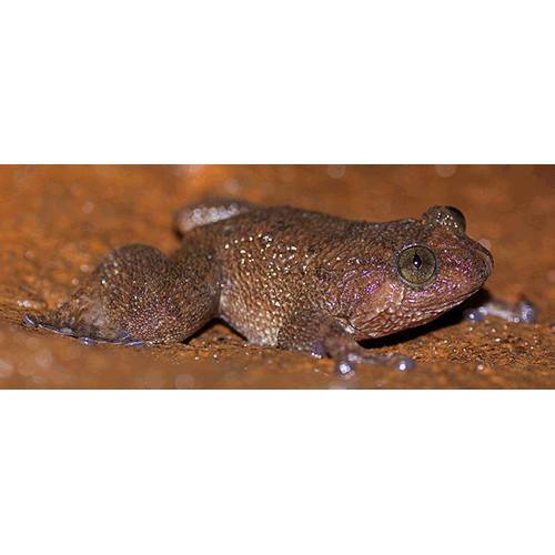  Род Nyctibatrachus  фото