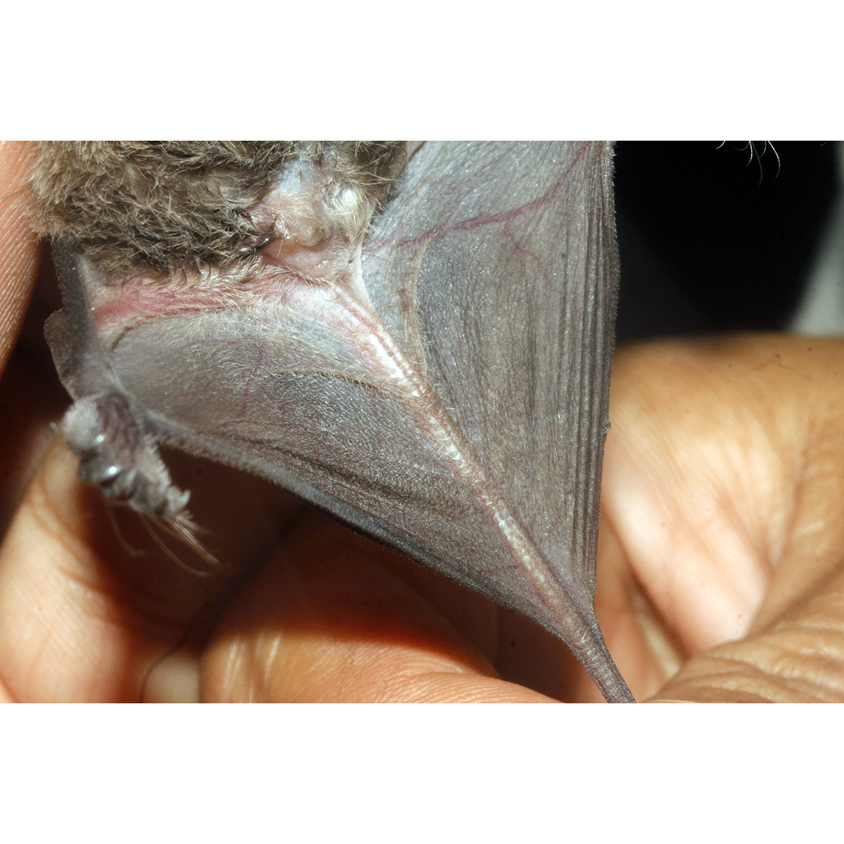 Колючкоухий складчатогуб (Nyctinomops aurispinosus) Фото №2