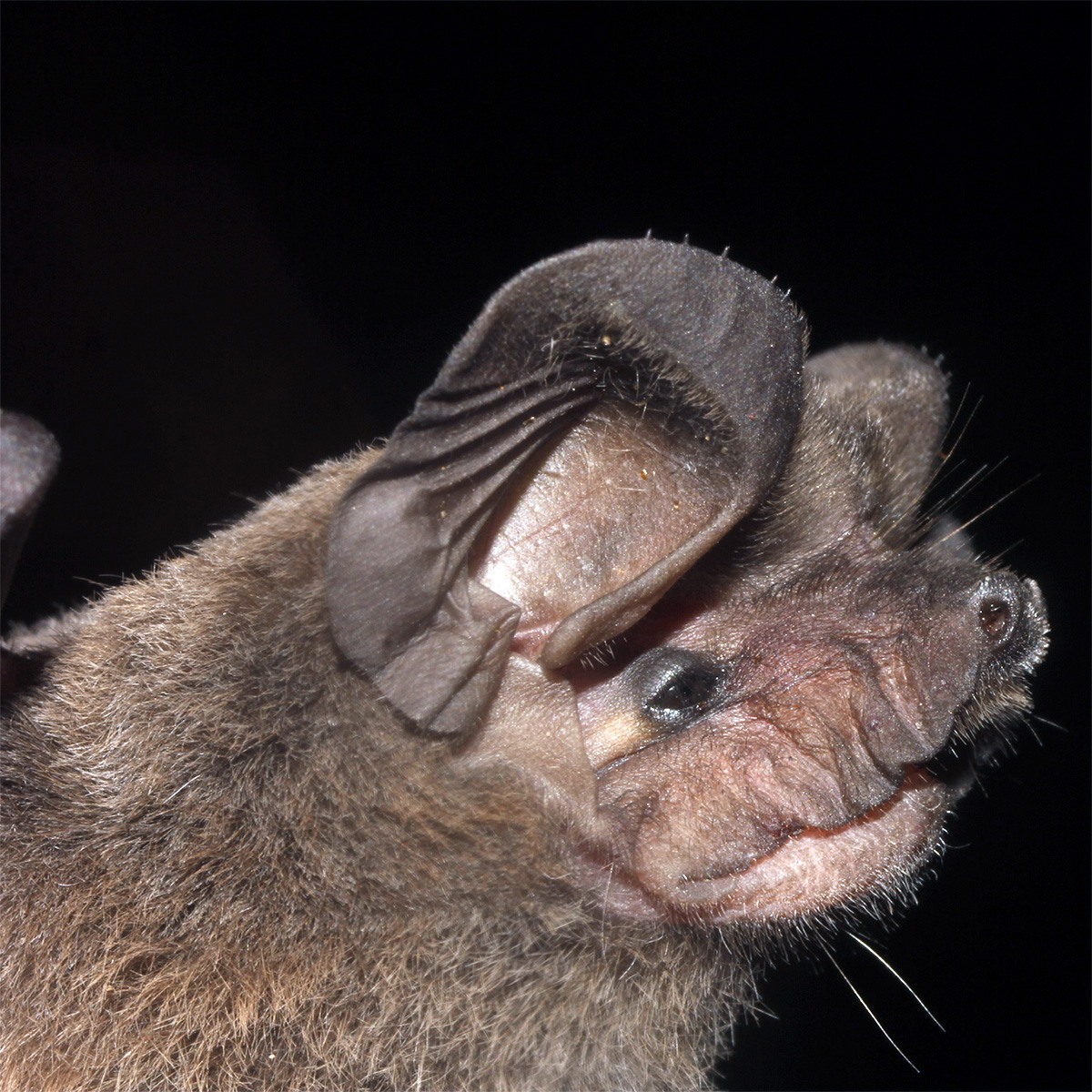 Колючкоухий складчатогуб (Nyctinomops aurispinosus) Фото №5