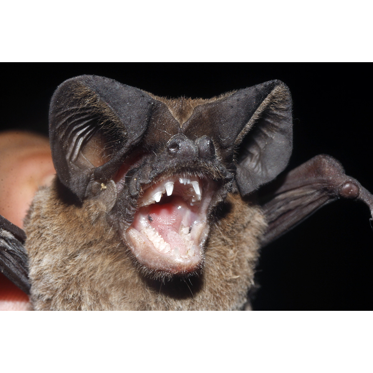 Колючкоухий складчатогуб (Nyctinomops aurispinosus) Фото №6