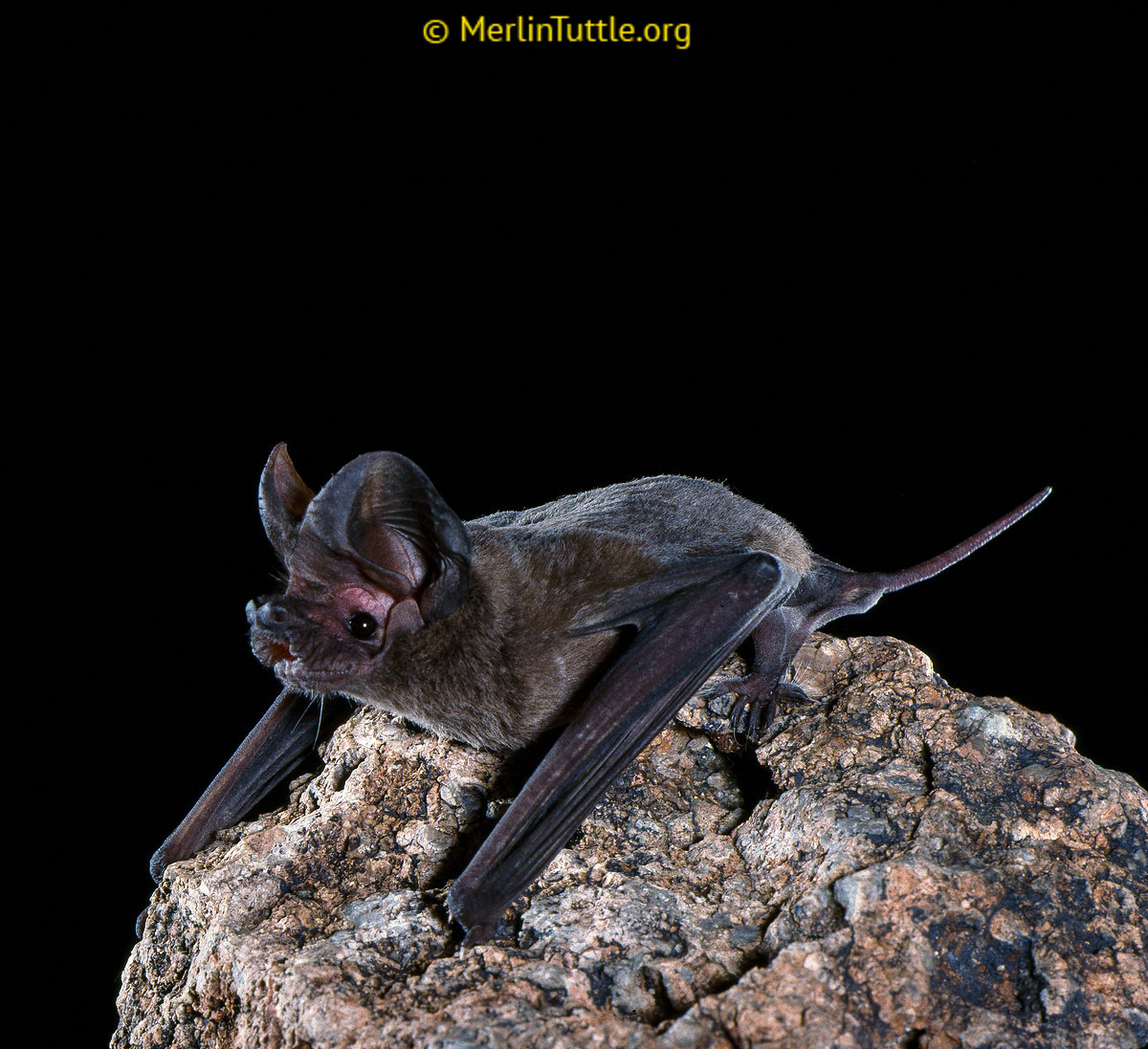 Мешотчатый складчатогуб (Nyctinomops femorosaccus) Фото №2