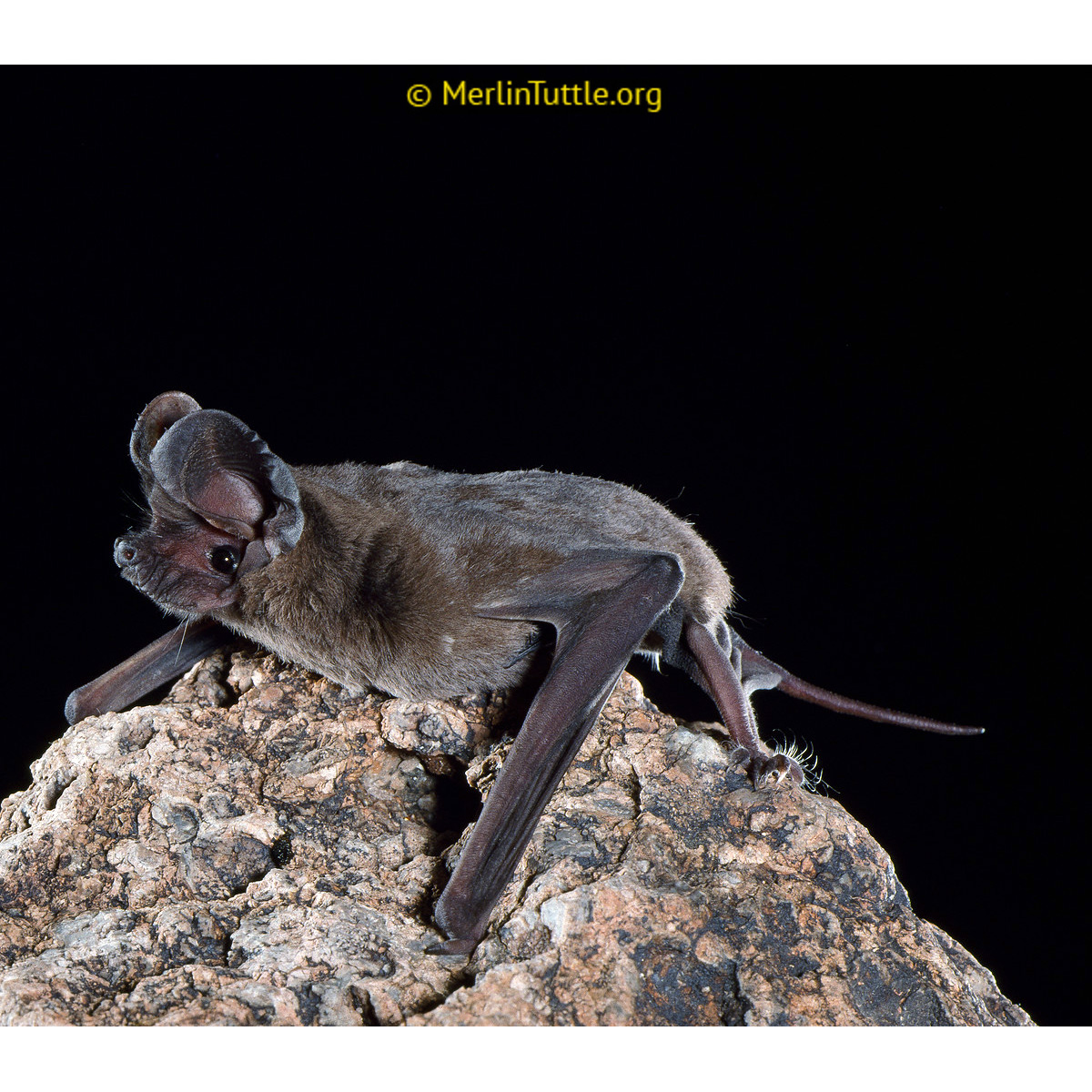 Мешотчатый складчатогуб (Nyctinomops femorosaccus) Фото №3