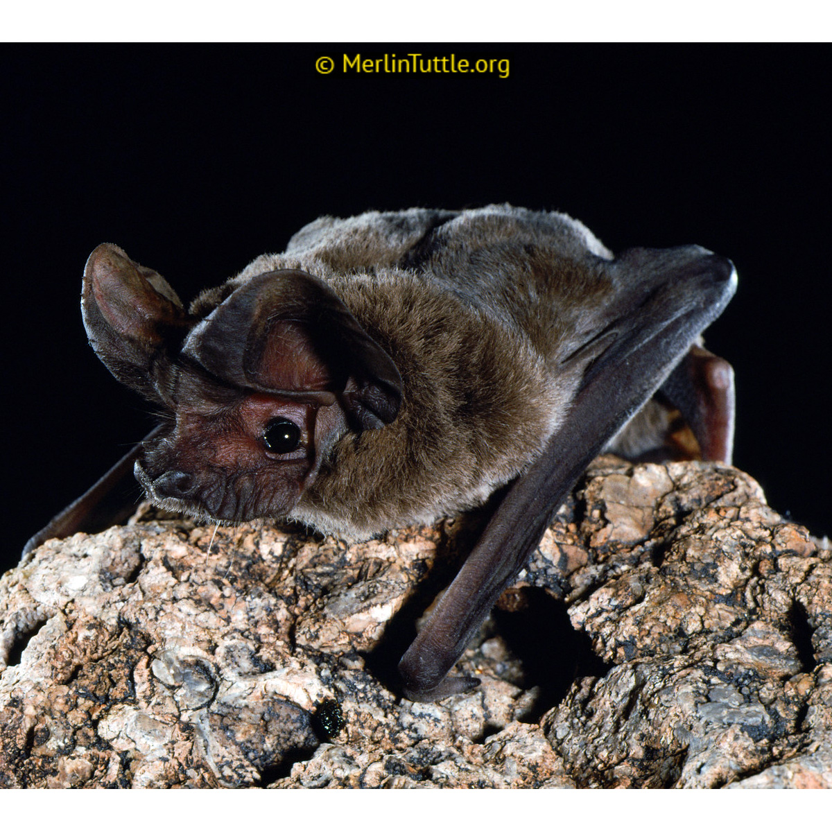Мешотчатый складчатогуб (Nyctinomops femorosaccus) Фото №4