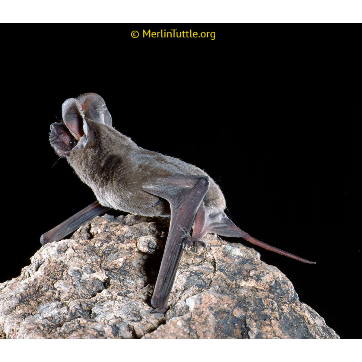Мешотчатый складчатогуб (Nyctinomops femorosaccus) Фото №5