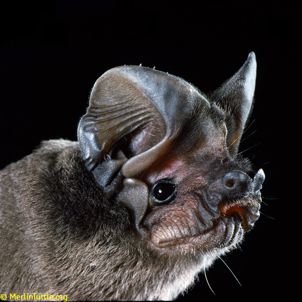 Мешотчатый складчатогуб (Nyctinomops femorosaccus) Фото №8