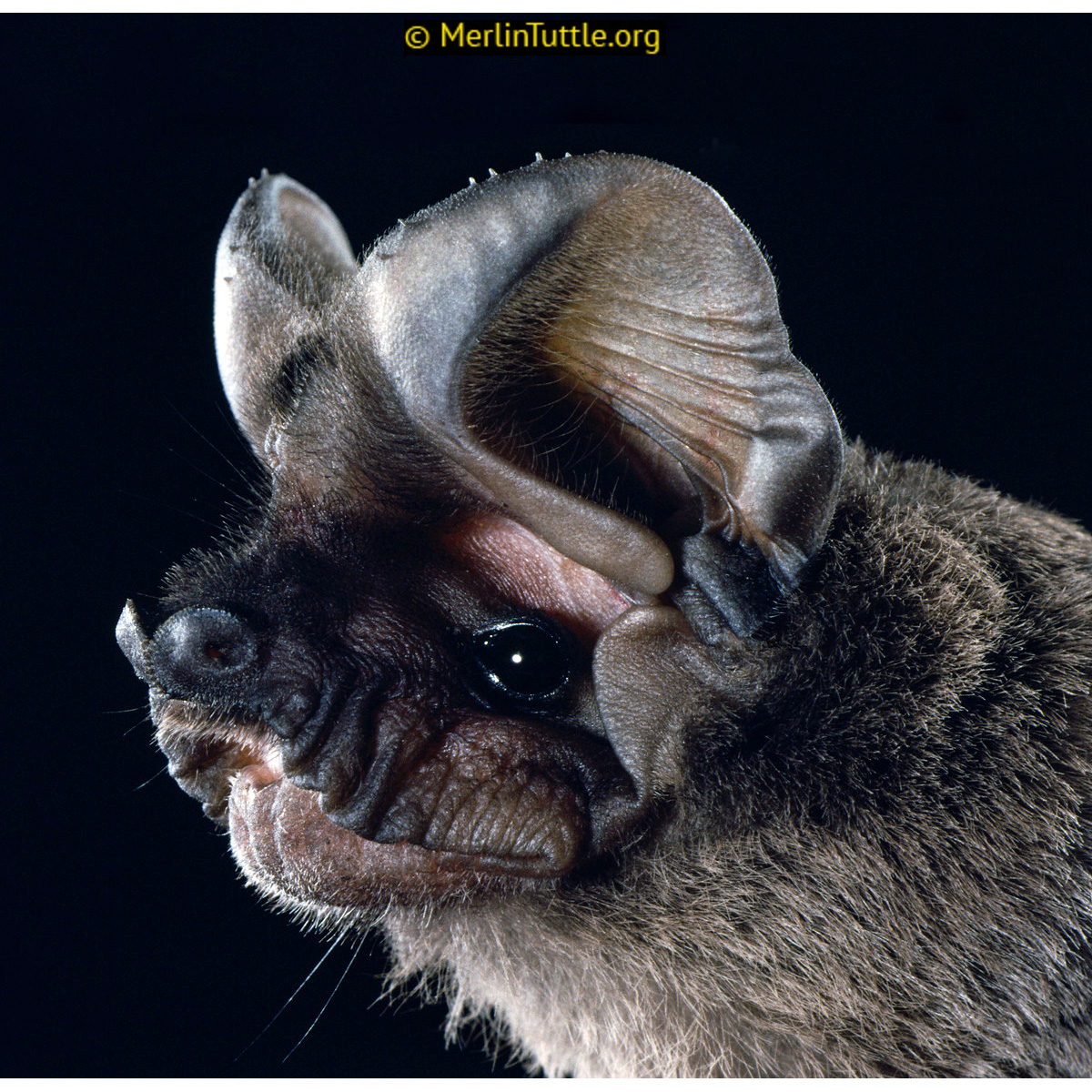 Мешотчатый складчатогуб (Nyctinomops femorosaccus) Фото №9
