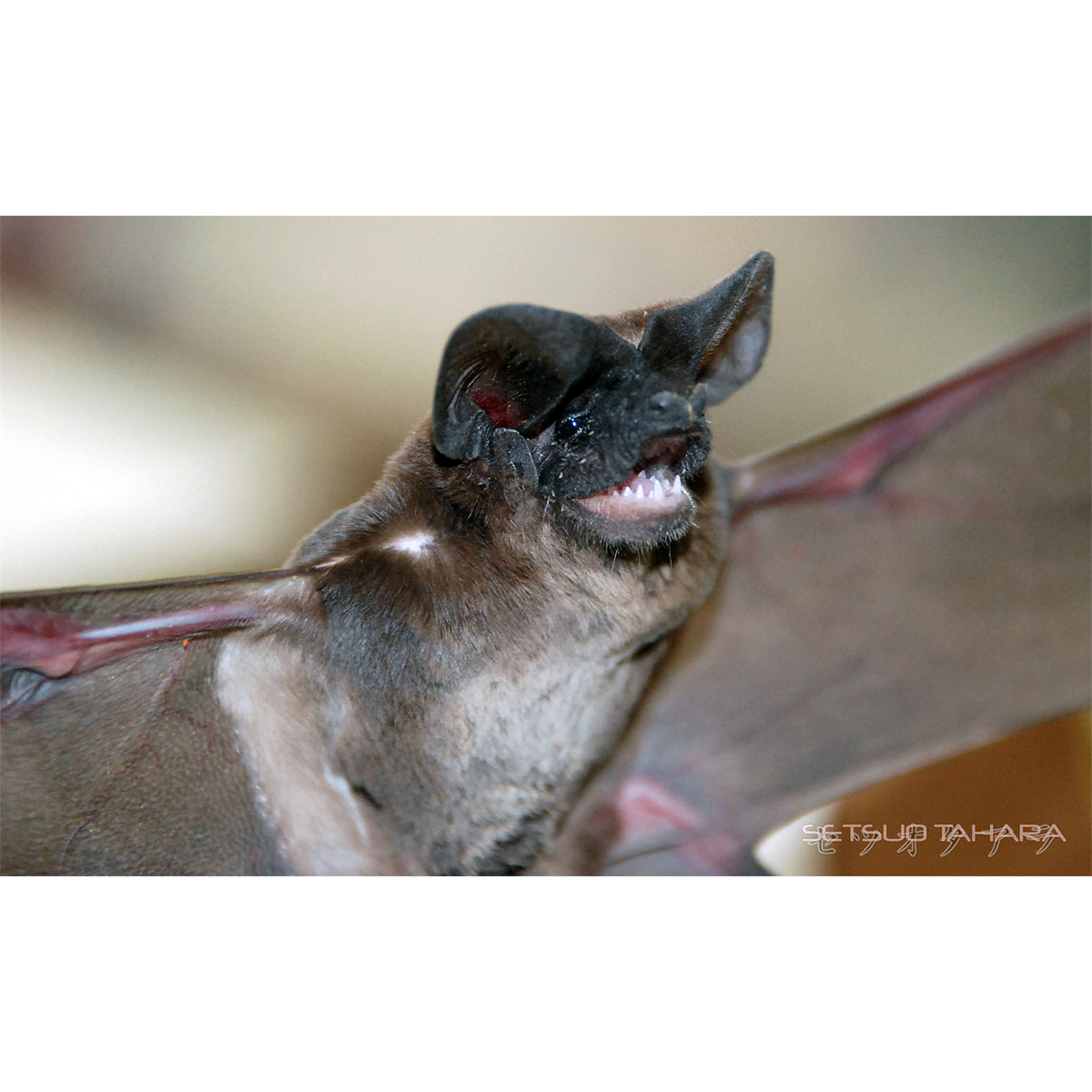 Толстохвостый складчатогуб (Nyctinomops laticaudatus) Фото №3