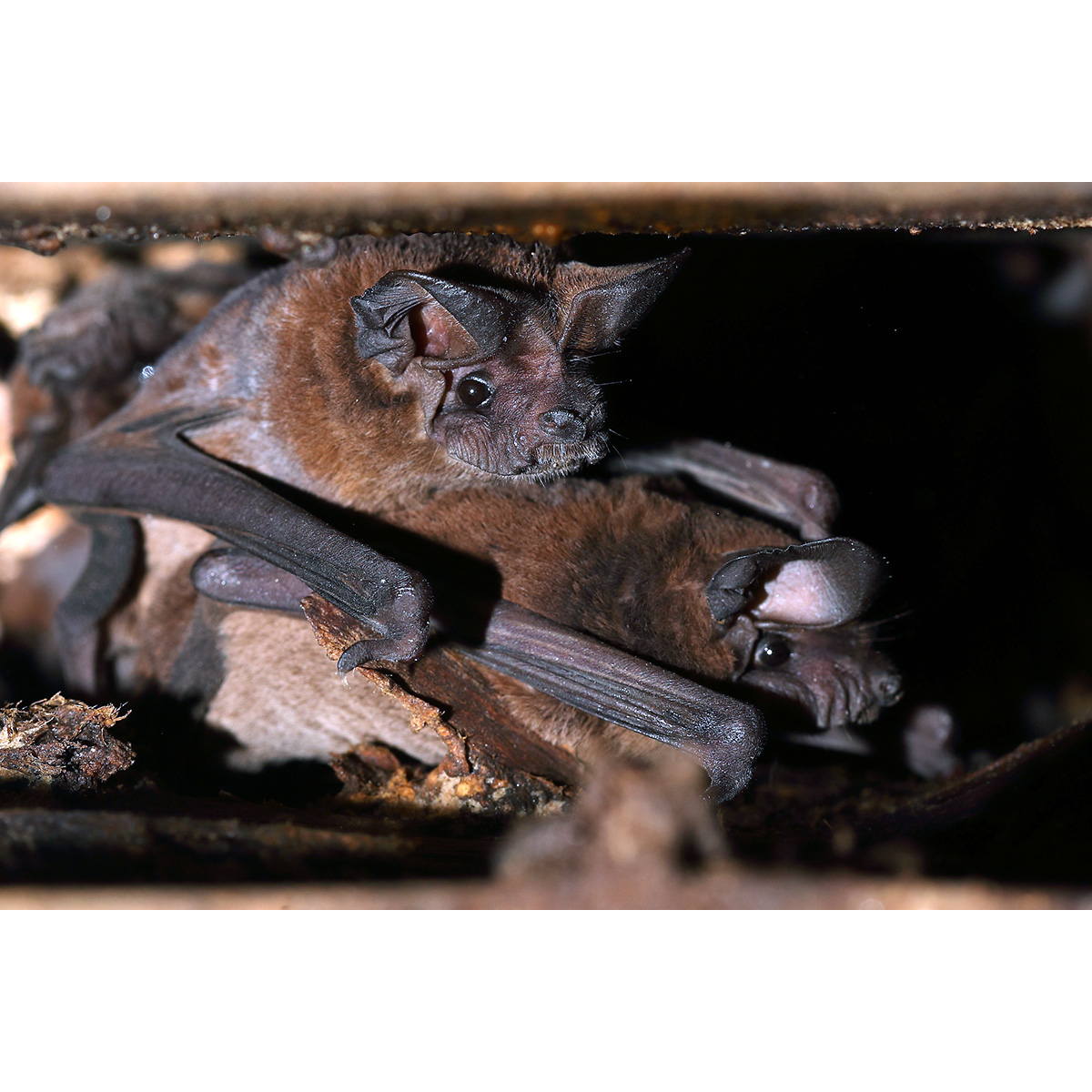 Толстохвостый складчатогуб (Nyctinomops laticaudatus) Фото №5