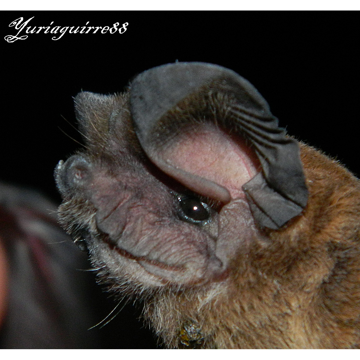 Толстохвостый складчатогуб (Nyctinomops laticaudatus) Фото №7