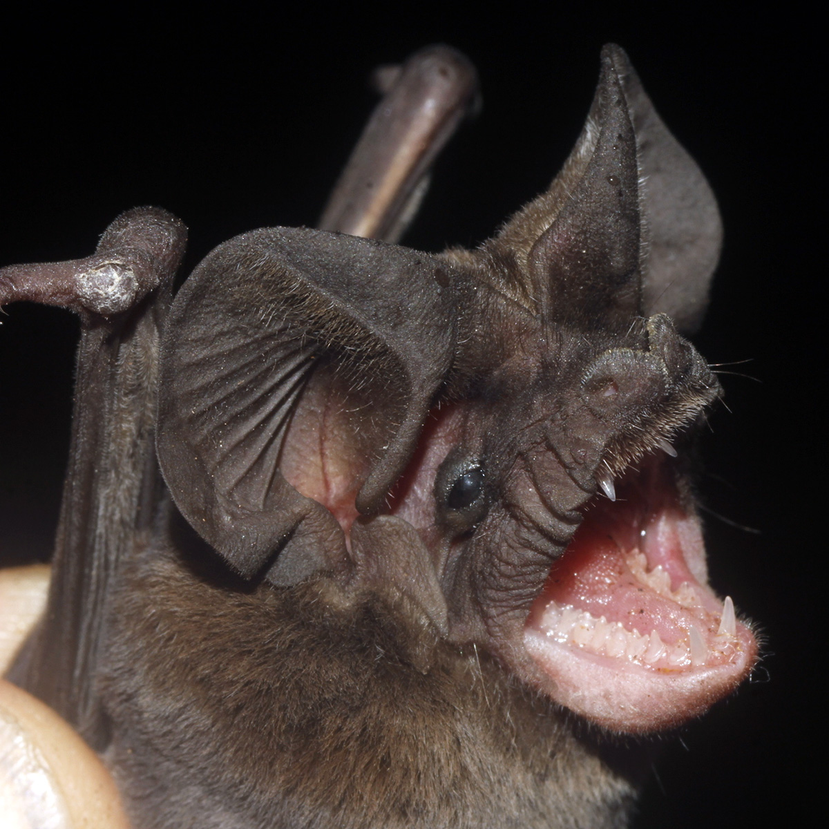Толстохвостый складчатогуб (Nyctinomops laticaudatus) Фото №8