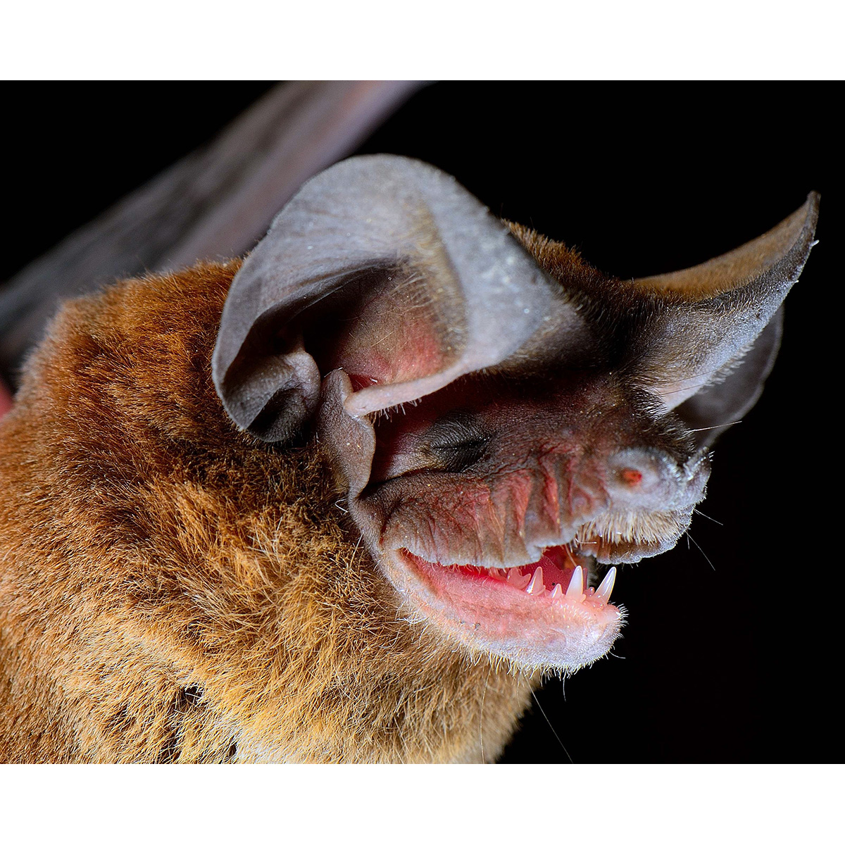 Толстохвостый складчатогуб (Nyctinomops laticaudatus) Фото №9