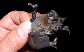 Nyctinomops laticaudatus yucatanicus