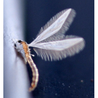 Семейство Nymphomyiidae фото