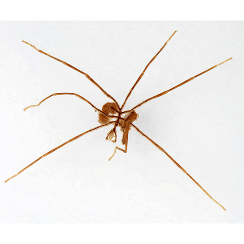 Семейство Nymphonidae фото