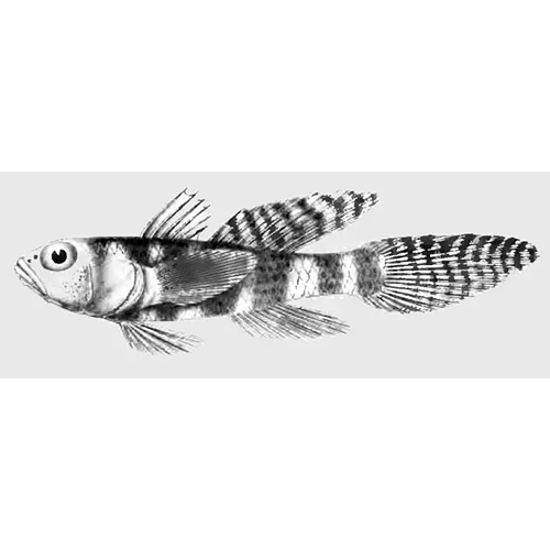Род Obliquogobius фото