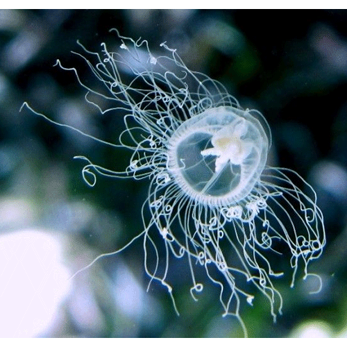 Семейство Oceaniidae  фото