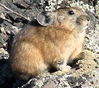 Ochotona alpina changaica