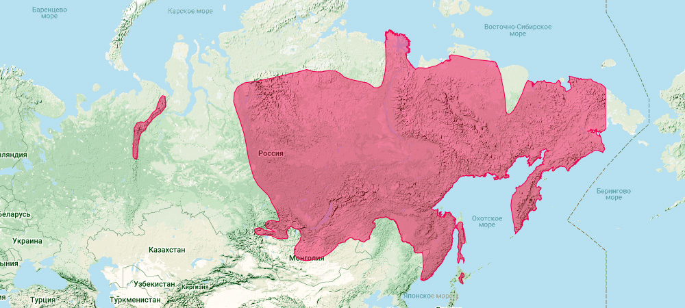 Северная пищуха (Ochotona hyperborea) Ареал обитания на карте