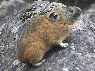 Ochotona hyperborea yesoensis