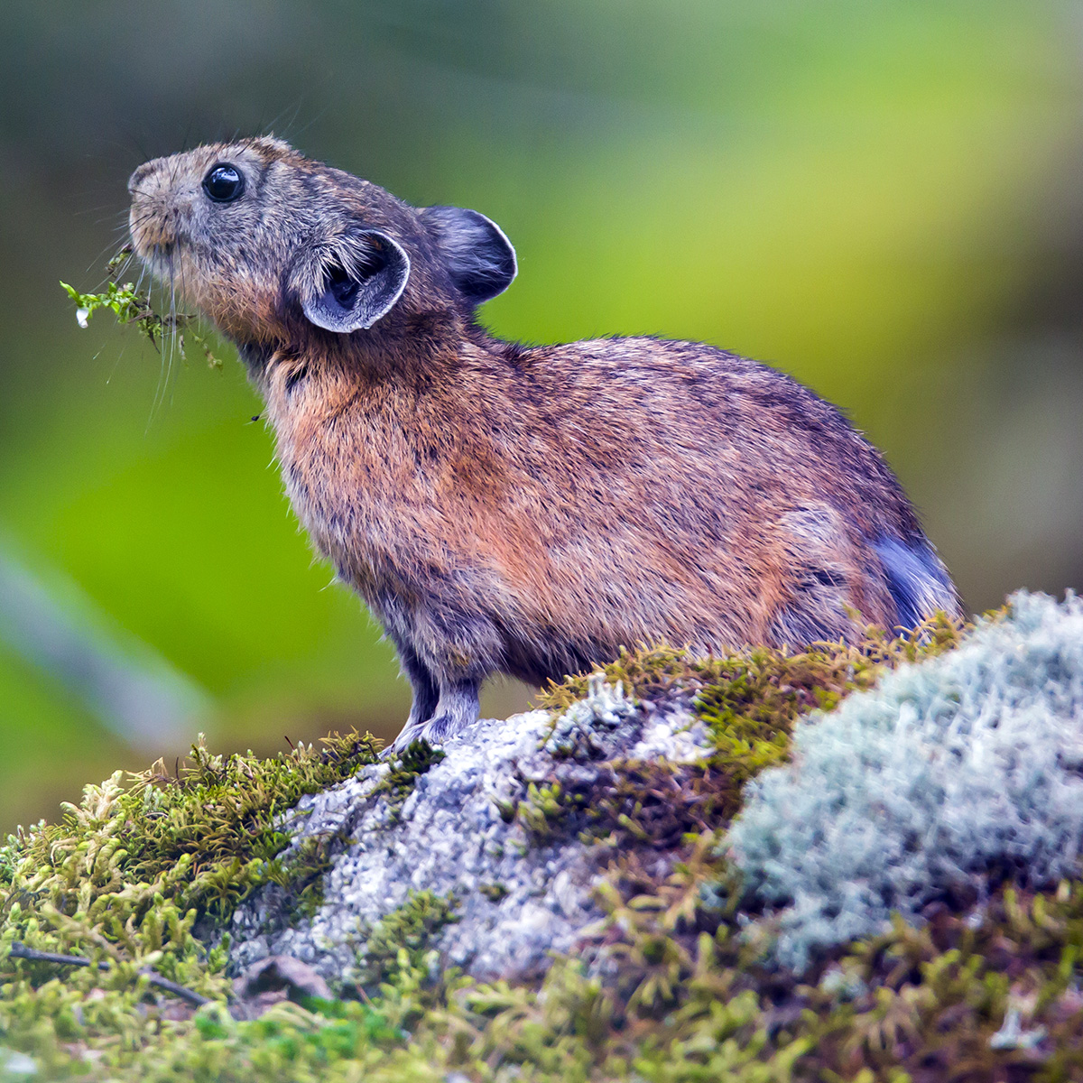 Маньчжурская пищуха (Ochotona mantchurica) Фото №2