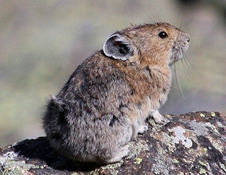 Ochotona princeps saxatilis