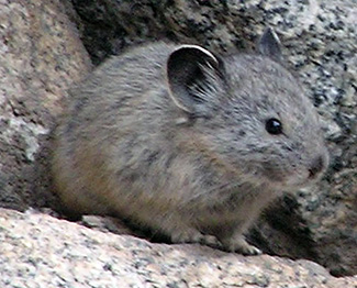 Ochotona princeps schisticeps