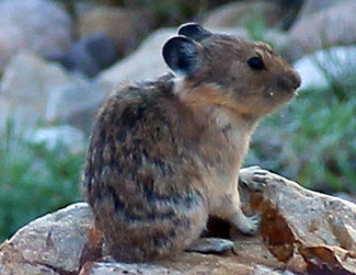 Ochotona princeps uinta