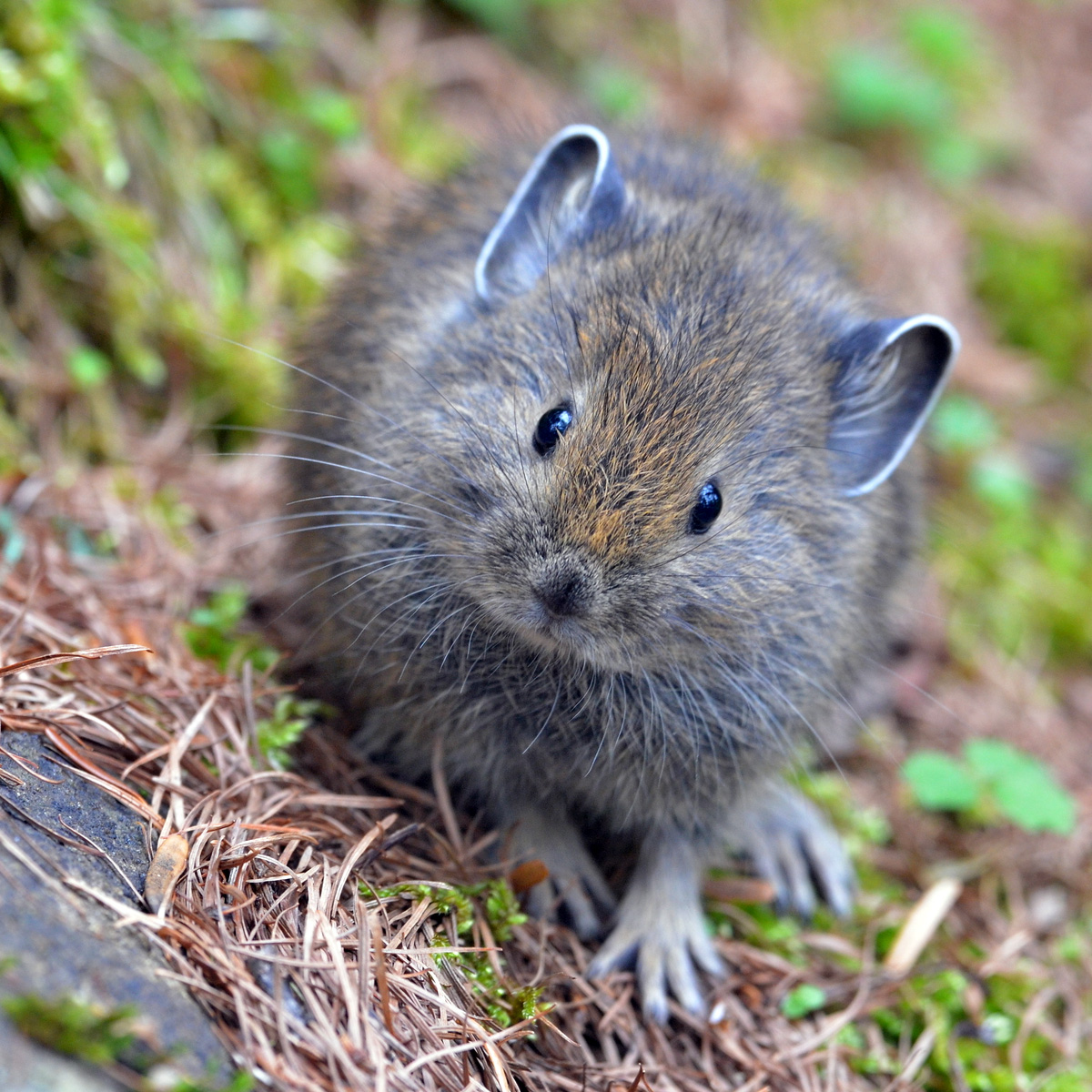 Qinling Pika (Ochotona syrinx) Фото №10