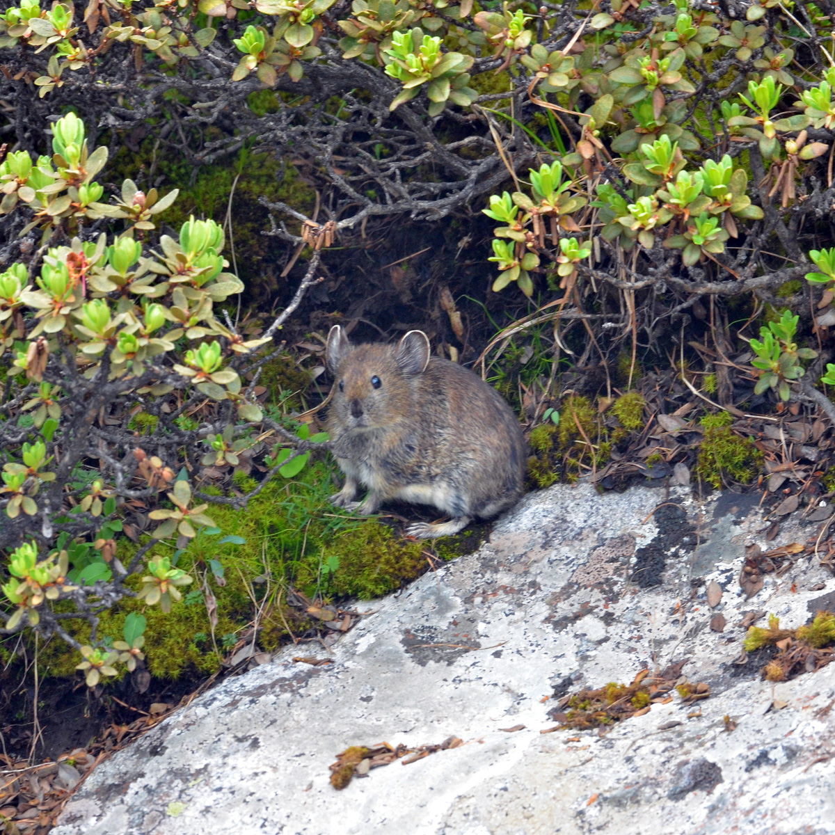 Qinling Pika (Ochotona syrinx) Фото №2