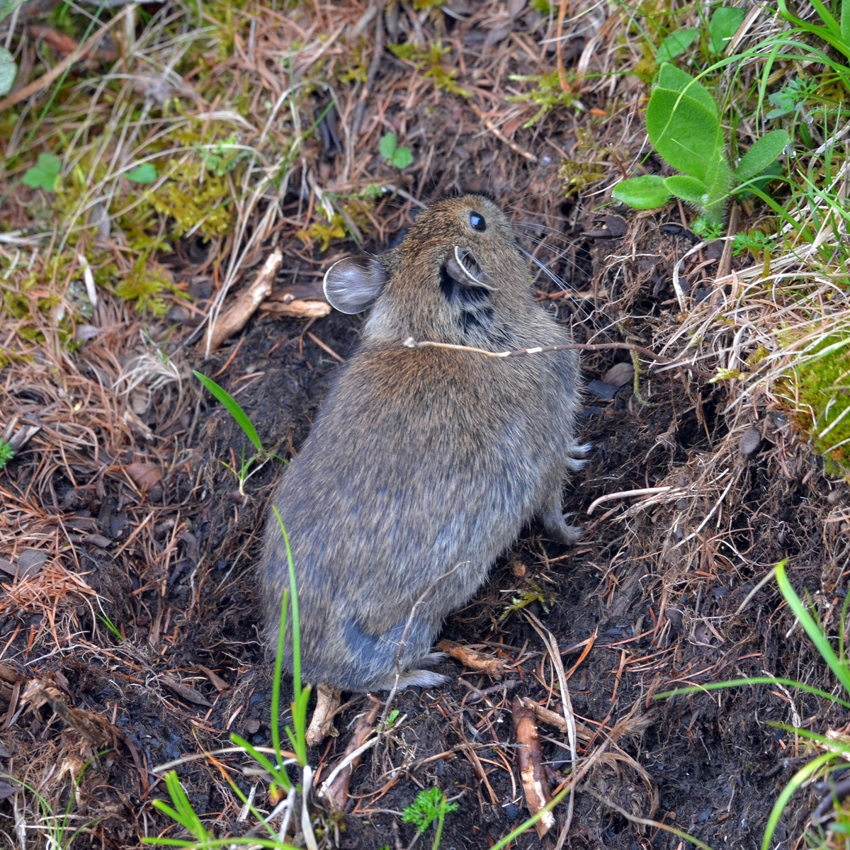 Qinling Pika (Ochotona syrinx) Фото №3