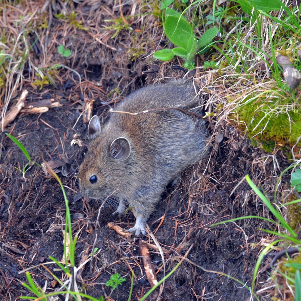 Qinling Pika (Ochotona syrinx) Фото №4