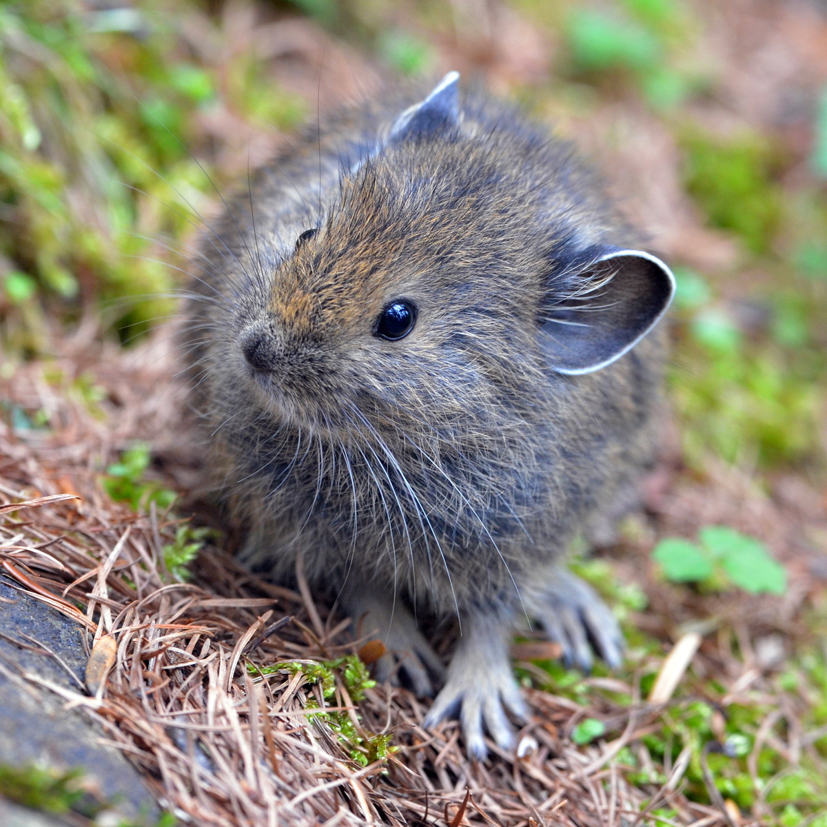 Qinling Pika (Ochotona syrinx) Фото №5
