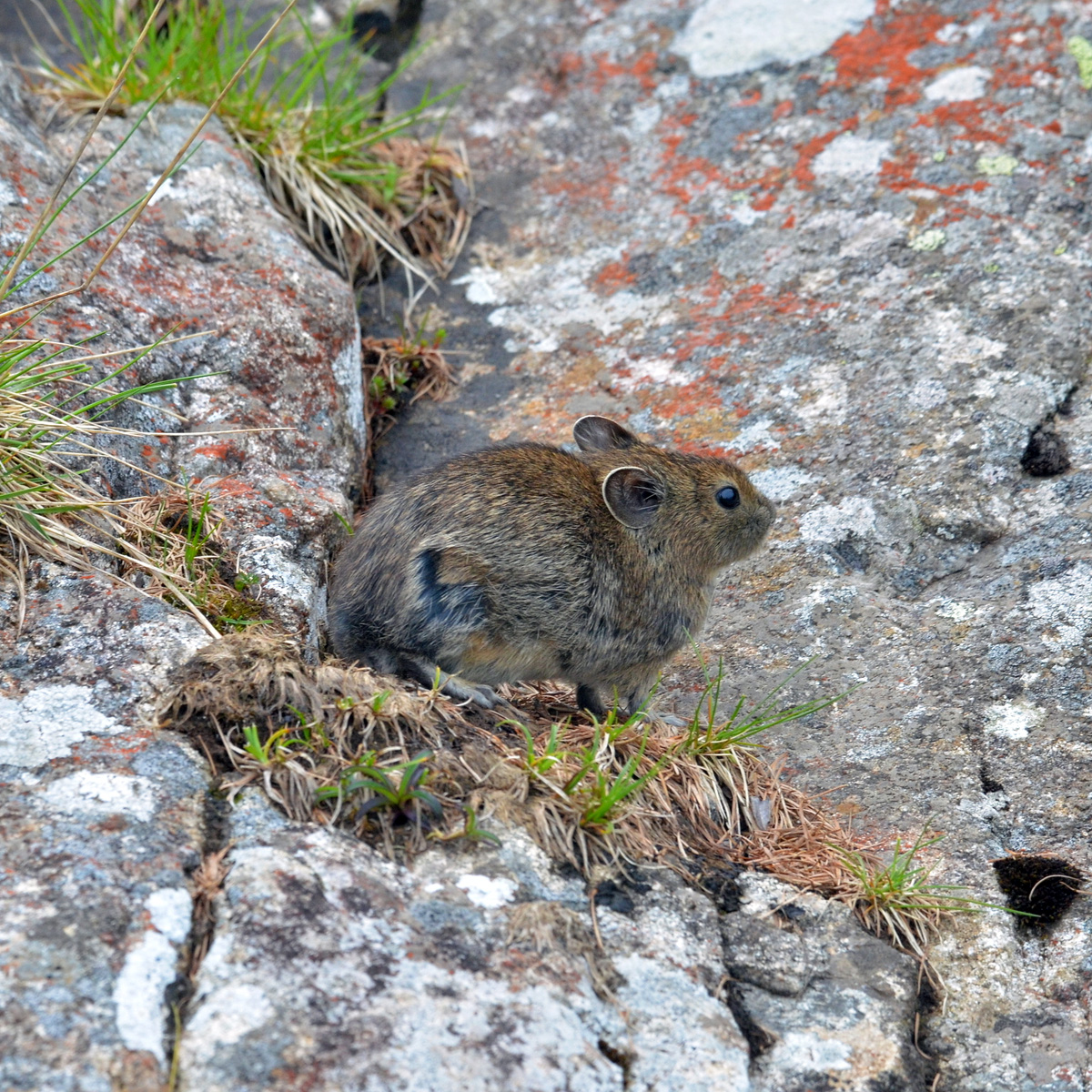 Qinling Pika (Ochotona syrinx) Фото №6