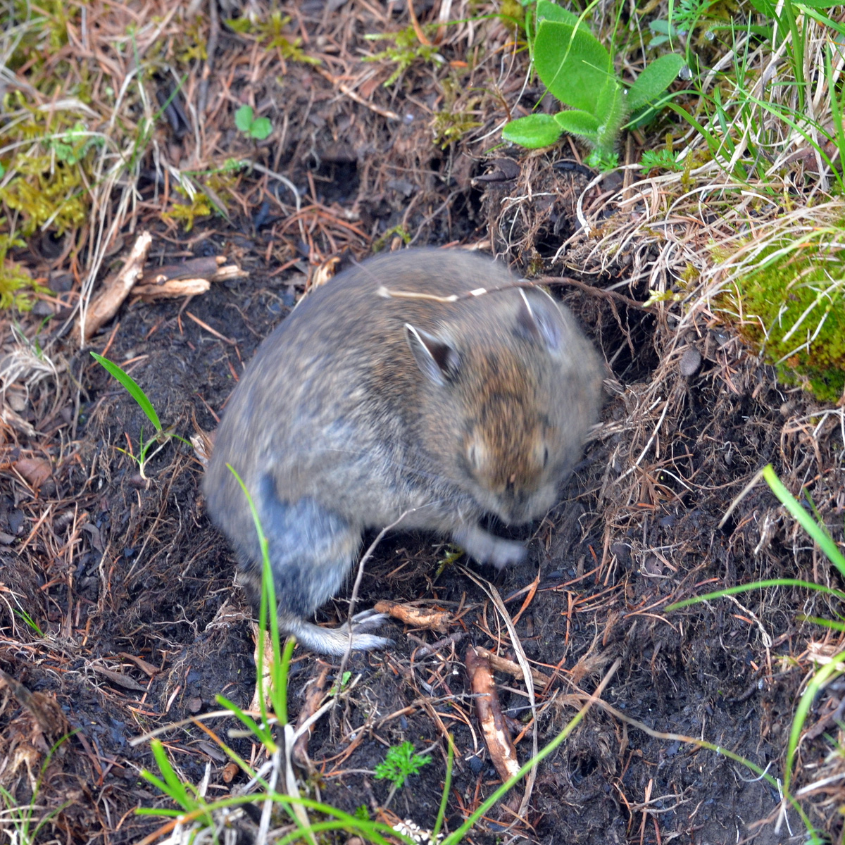 Qinling Pika (Ochotona syrinx) Фото №7