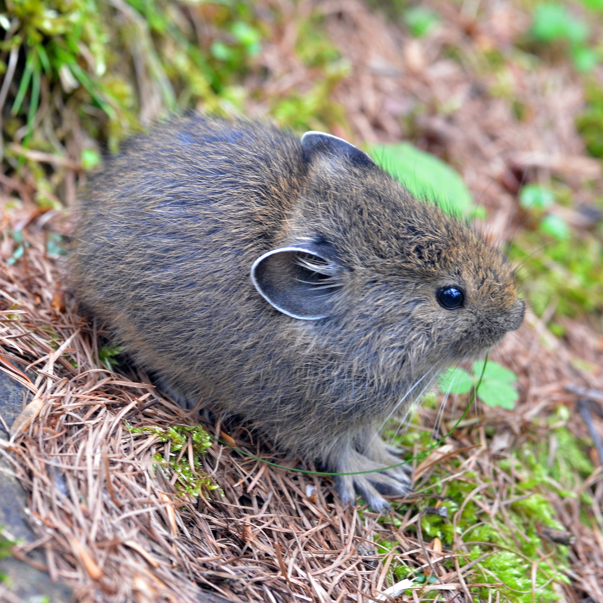 Qinling Pika (Ochotona syrinx) Фото №9