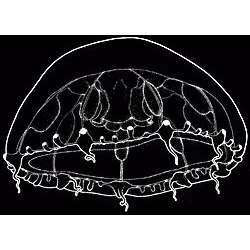 Семейство Octocannoididae  фото