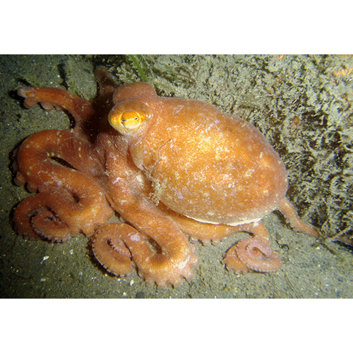 Семейство Octopodoidea  фото