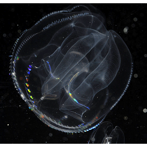 Семейство Ocyropsidae  фото